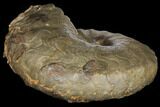 Unusual, Triassic Ammonite (Discoceratites) Fossil - Germany #130205-3